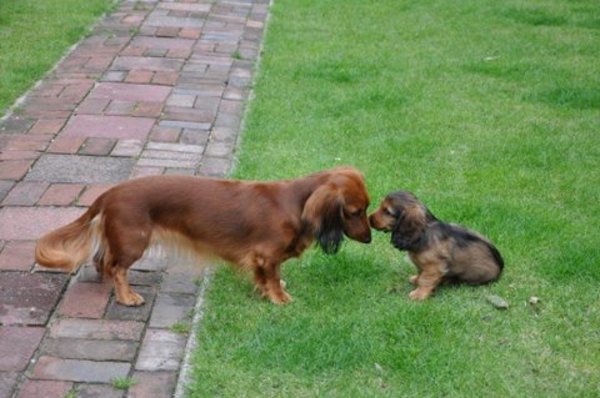 Dashond Standaard, langhaar