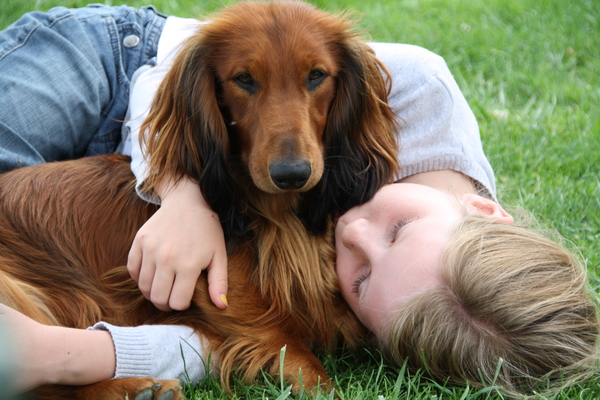 Dashond Standaard, langhaar