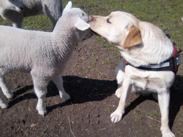 Dana knuffelend met het lam