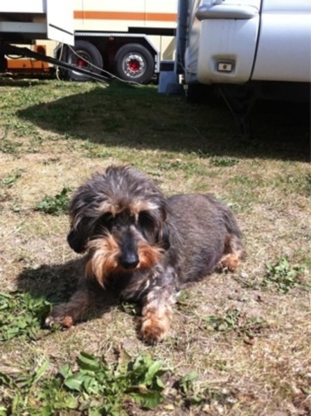 Dashond Standaard, ruwhaar