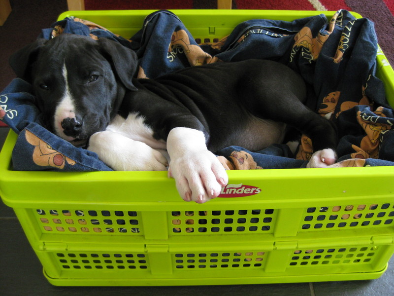 In de (boodschappenkrat)mand