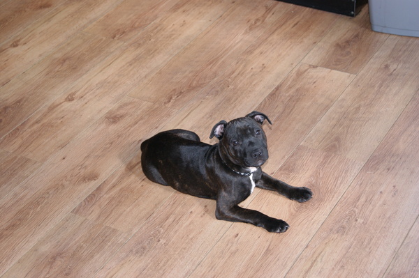 Staffordshire Bull Terrier