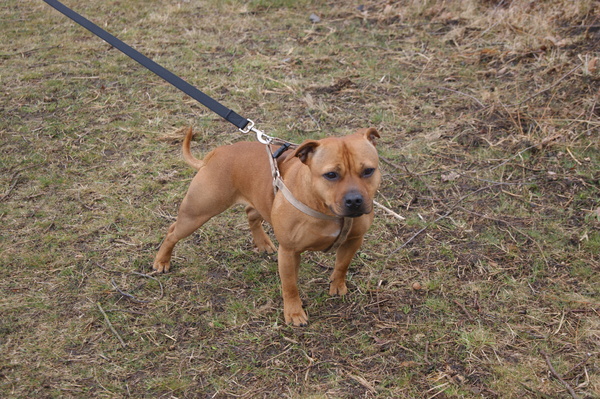 Staffordshire Bull Terrier