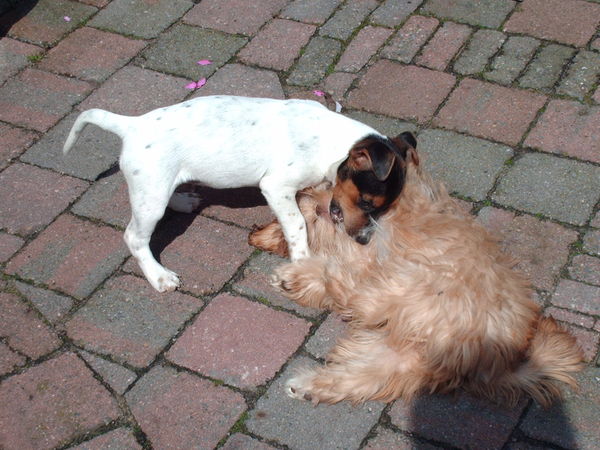 Lekker stoeien met vriendje Bo-dy