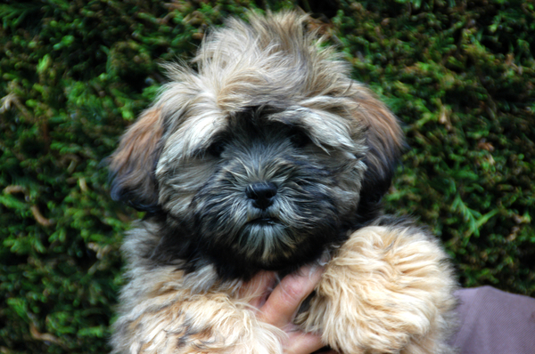 Lhasa Apso