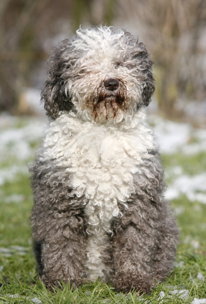 Perro de Agua Espagnõl