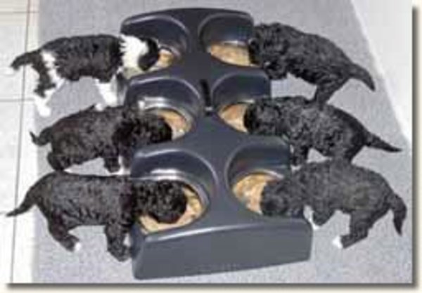 Perro de Agua Espagnõl