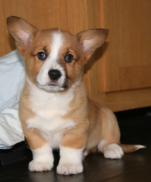 Welsh Corgi Pembroke