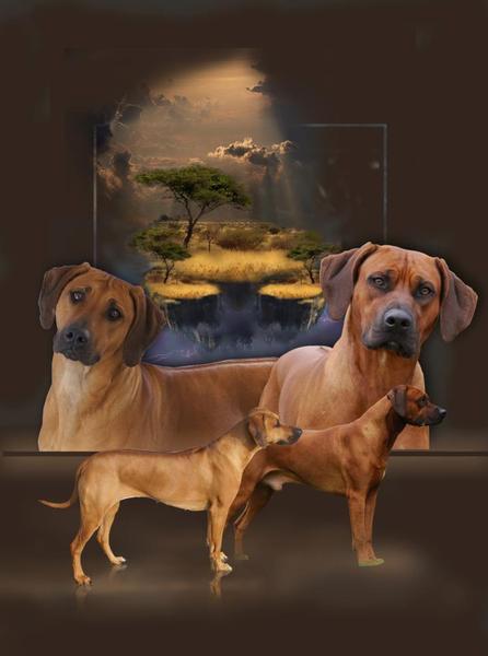 D Mollen van Maastrigt