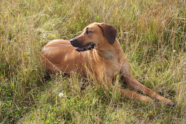 D Mollen van Maastrigt