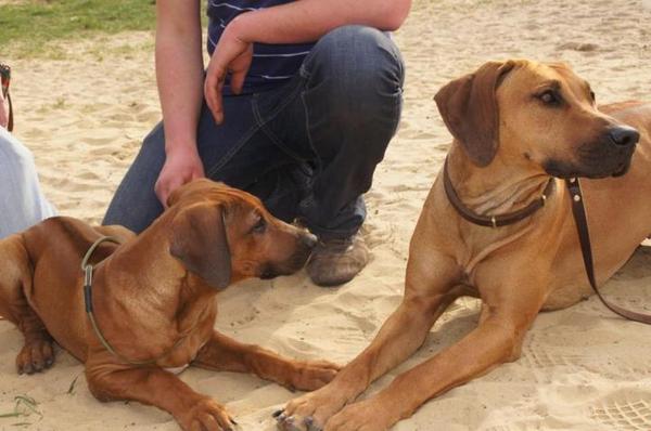 D Mollen van Maastrigt