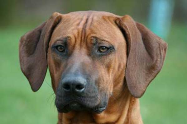 D Mollen van Maastrigt