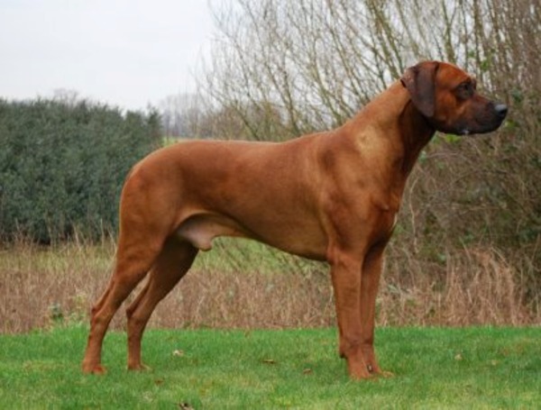 D Mollen van Maastrigt