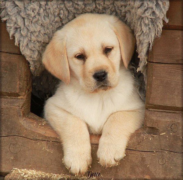 Labrador Retriever