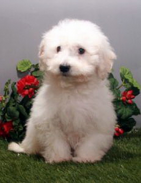 Bichon Frise