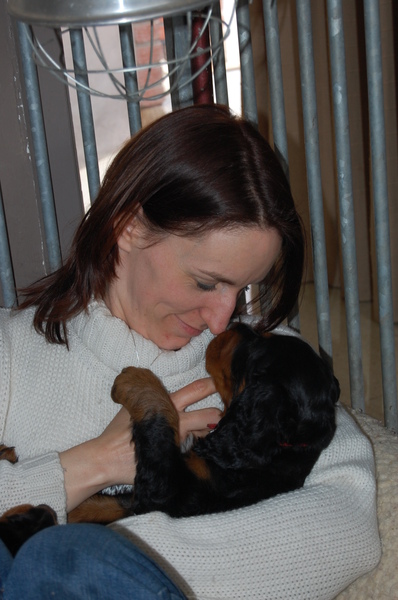 GORDON SETTERS FROM THE GRAZINGLAND