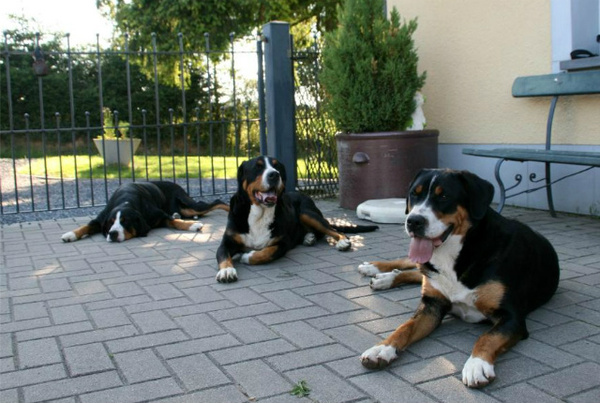 Grote Zwitserse Sennenhonden 