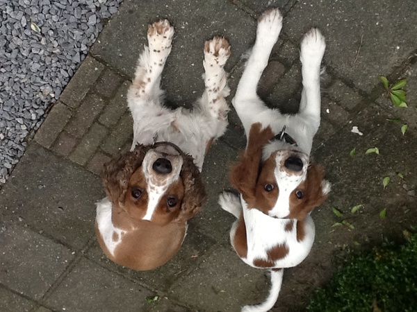 Welsh Springer Spaniel
