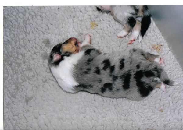 sandy een paar daagjes oud.