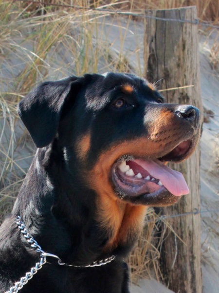 Rottweiler