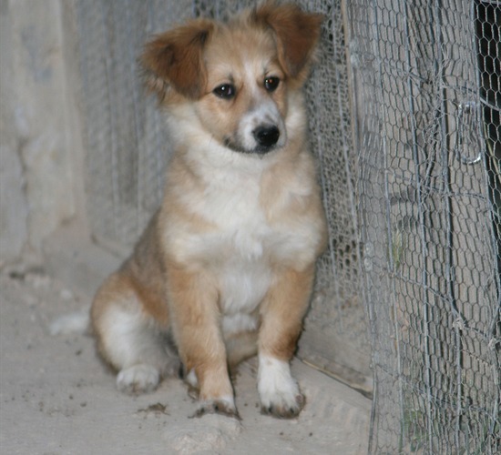 de aller eerste pup foto van laska,