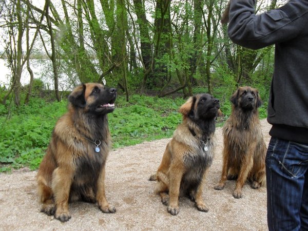 Leonberger