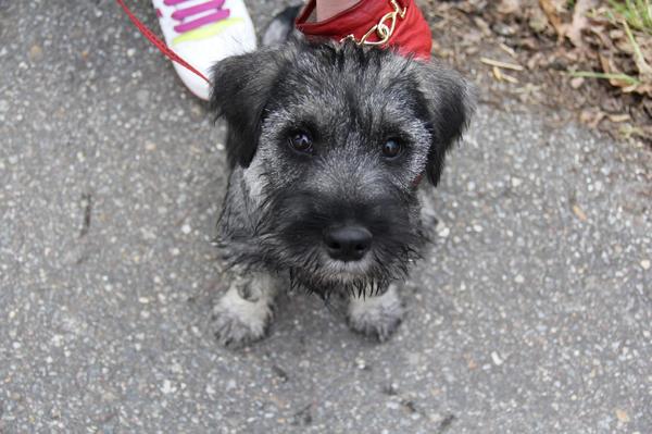 Middenslag Schnauzer, peper en zout