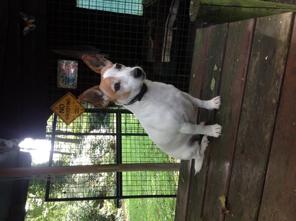 Jack Russell Terrier