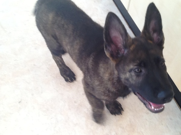 Hollandse Herdershond, korthaar