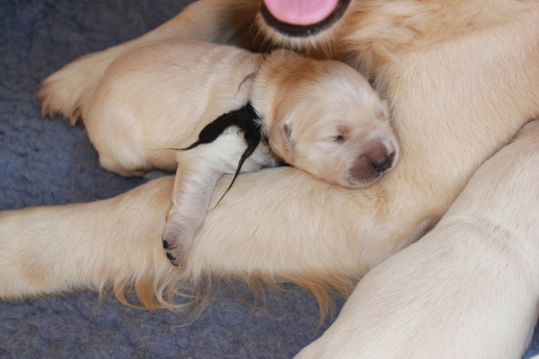 Triangle of Golden's