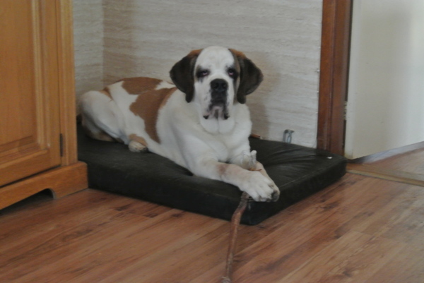 Sint Bernard, korthaar