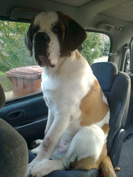 Sint Bernard, korthaar