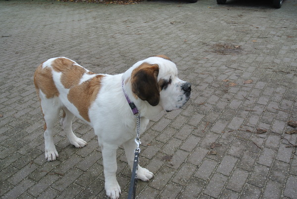 Sint Bernard, korthaar