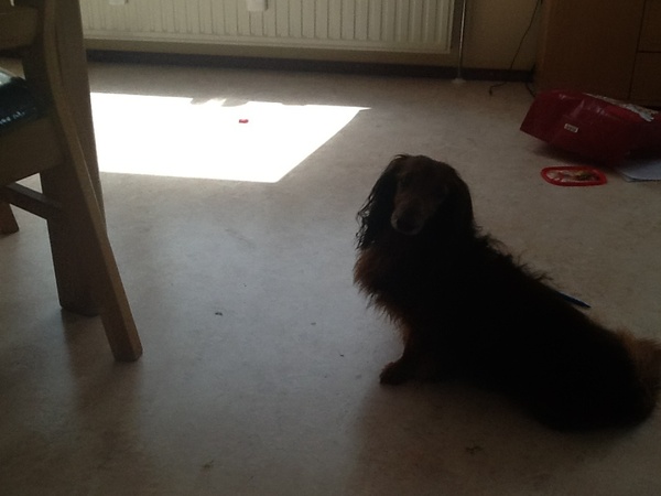 Dashond Standaard, langhaar