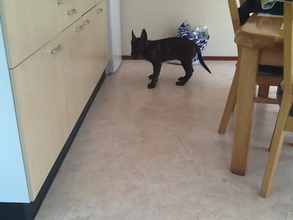 Hollandse Herdershond, korthaar