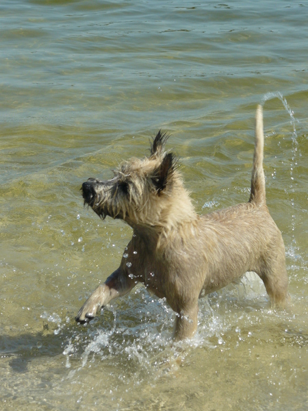 Cairn Terrier