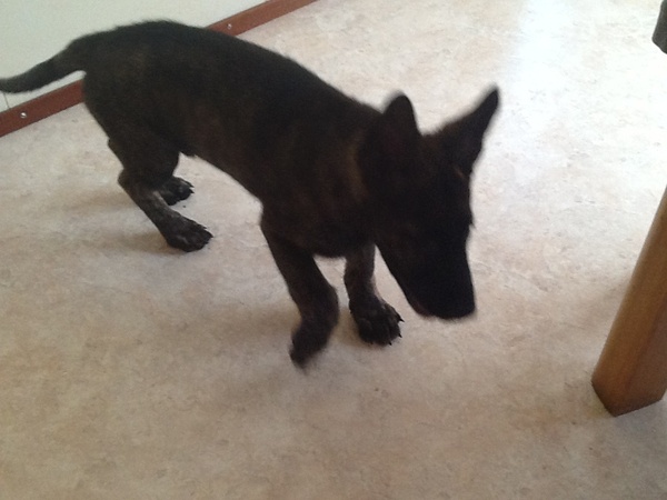 Hollandse Herdershond, korthaar