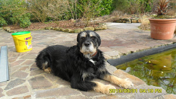 Cao da Serra de Aires