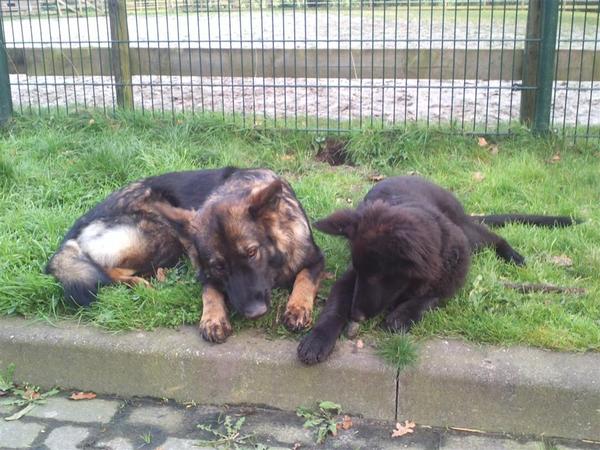 farmerhouserufan, ODH Kennel