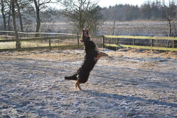 farmerhouserufan, ODH Kennel