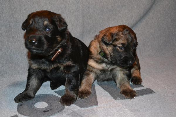 farmerhouserufan, ODH Kennel