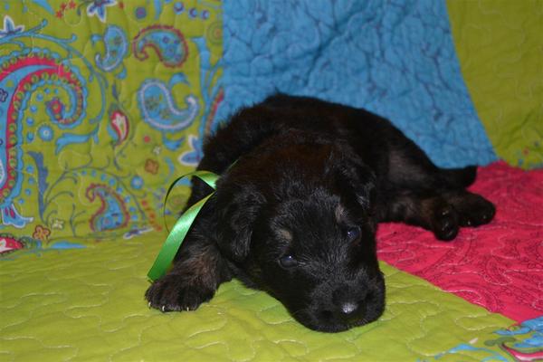 farmerhouserufan, ODH Kennel