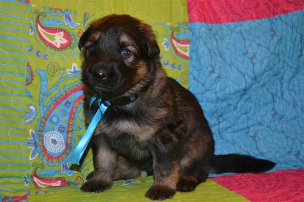 farmerhouserufan, ODH Kennel