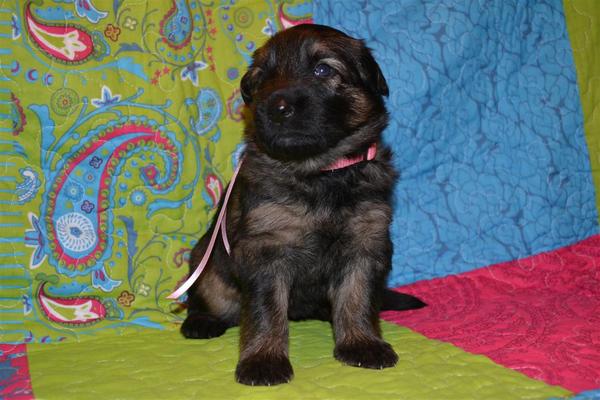 farmerhouserufan, ODH Kennel