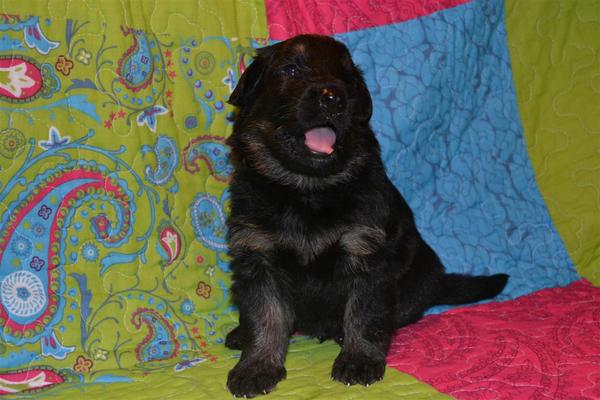 farmerhouserufan, ODH Kennel