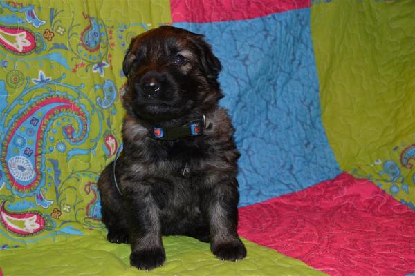 farmerhouserufan, ODH Kennel