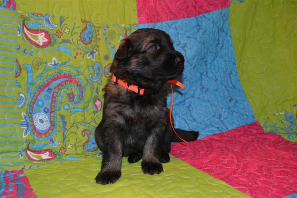 farmerhouserufan, ODH Kennel