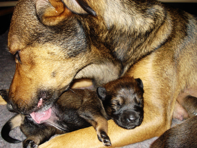 Beertje met mama Skip