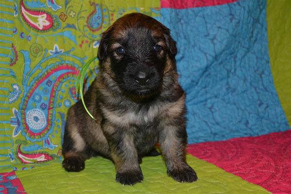 farmerhouserufan, ODH Kennel