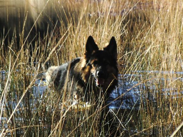 farmerhouserufan, ODH Kennel